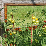 Auch Tomaten gedeihen in Saupsdorf.