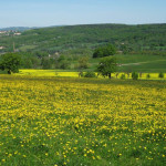 wohnortnahe Wiesenflächen