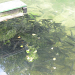 03_Forellen im Teich.JPG