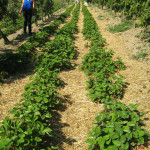 04_Bio-Obstbau Kaiser.jpg