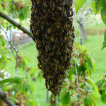 05_Bienenschwarm.JPG