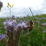 06_Bienen auf Phacelia.JPG