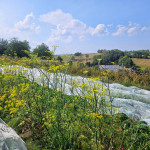 Auf dem Feld.jpg