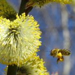 Bienenflug Jeanine Taut.JPG