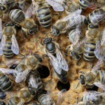 Bienenkoenigin2.jpg