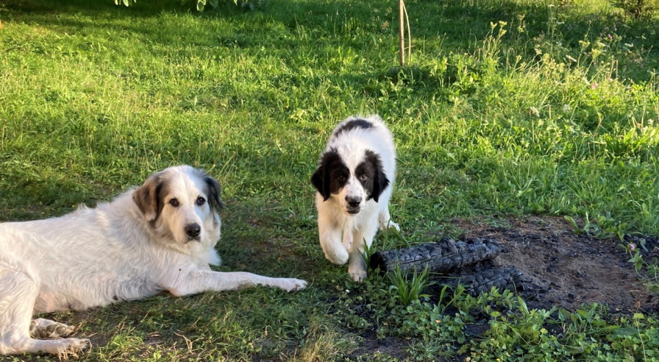Hund