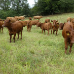 Red Angus Rinder.JPG