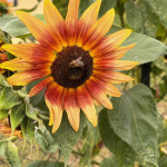 Sonnenblume.jpg