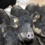 Wollschweine