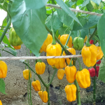 Gelber Paprika im Gewächshaus.